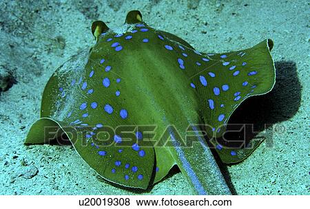 Blue spotted Ribbon tail Ray (Taeniura lymma). Location unknown (rr) View Large Photo Image Stock Photo - Blue spotted Ribbon tail Ray (Taeniura lymma). Location unknown (rr). Fotosearch