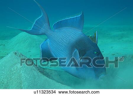 Picture - Blue triggerfish. Red Sea.. Fotosearch