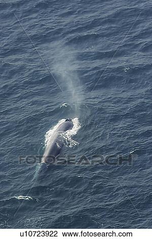 Blue whale (Balaenoptera muscularis) showing characteristic column of spray as it breaths. Aerial photograph. Husavik, Iceland View Large Photo Image Stock Image - Blue whale (Balaenoptera muscularis) showing characteristic column of spray as it breaths. Aerial photograph. Husavik, Iceland. Fotosearch