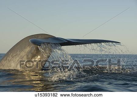 Stock Image - Blue whale (balaenoptera musculus). A blue whale tail. Gulf of California.. Fotosearch