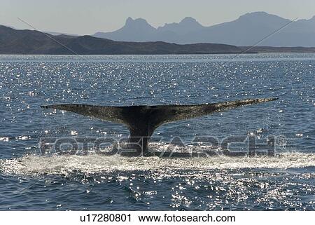 Stock Image - Blue whale (balaenoptera musculus). A blue whale tail in the afternoon light. Gulf of California.. Fotosearch