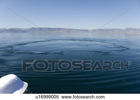 Blue whale (Balaenoptera musculus). A blue whale footprint. Gulf of California. View Large Photo Image Stock Photography - Blue whale (Balaenoptera musculus). A blue whale footprint. Gulf of California.. Fotosearch