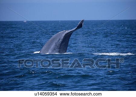 Picture - Blue whale, (Balaenoptera musculus), fluking up sequence 3/3, Monterey Bay, California, USA. Fotosearch