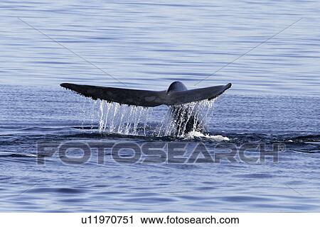 Blue Whale (Balaenoptera musculus) fluke-up dive in the middle Gulf of California (Sea of Cortez), Mexico. View Large Photo Image Stock Image - Blue Whale (Balaenoptera musculus) fluke-up dive in the middle Gulf of California (Sea of Cortez), Mexico.. Fotosearch
