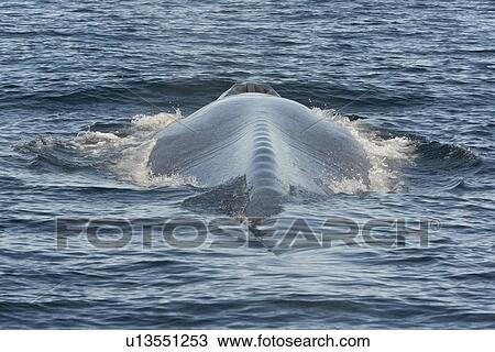 Blue Whale (Balaenoptera musculus). Looking along back-bone to blow hole, Gulf of California, Mexico. View Large Photo Image Stock Image - Blue Whale (Balaenoptera musculus). Looking along back-bone to blow hole, Gulf of California, Mexico.. Fotosearch