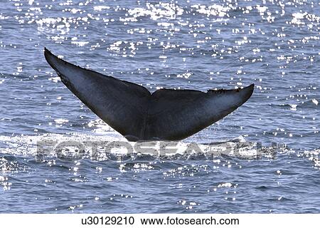 Blue Whale (Balaenoptera musculus) Adult fluke-up dive. Gulf of California (Sea of Cortez), Mexico. View Large Photo Image Stock Image - Blue Whale (Balaenoptera musculus) Adult fluke-up dive. Gulf of California (Sea of Cortez), Mexico.. Fotosearch