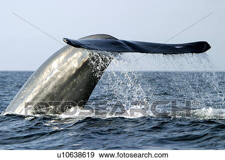 Stock Photo - Blue Whale (Balaenoptera musculus) fluke-up dive in the offshore waters of Santa Monica Bay, California, USA.. Fotosearch