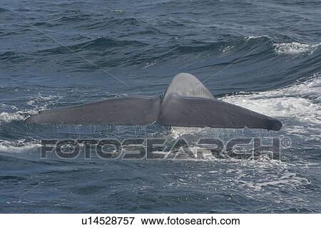 Stock Photo - Blue Whale (Balaenoptera musculus). Tail Fluke above the surface before diving, Gulf of California, Mexico.. Fotosearch