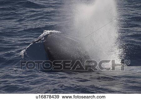 Blue Whale, Balaenoptera musculus, surfacing off the Azores Islands View Large Photo Image Stock Photo - Blue Whale, Balaenoptera musculus, surfacing off the Azores Islands. Fotosearch