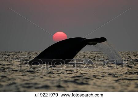 Stock Photo - Blue Whale (Balaenoptera musculus) fluke-up dive at sunset in the offshore waters of Santa Monica Bay, California, USA.. Fotosearch