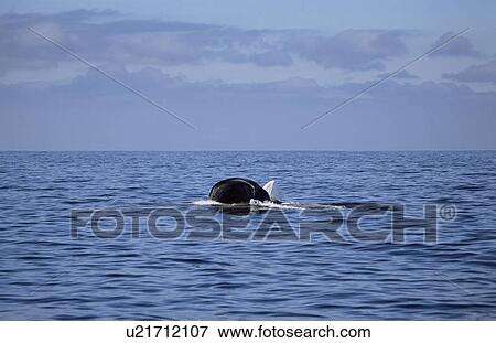 Blue whale (Balaenoptera musculus) lunge feeding at the surface. The whale is upside down to the visible part is the lower jaw upside down. Monterey Bay, California, USA View Large Photo Image Stock Photo - Blue whale (Balaenoptera musculus) lunge feeding at the surface. The whale is upside down to the visible part is the lower jaw upside down. Monterey Bay, California, USA. Fotosearch