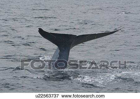 Blue Whale (Balaenoptera musculus). Tail Fluke above the surface before diving, Gulf of California, Mexico. View Large Photo Image Stock Photo - Blue Whale (Balaenoptera musculus). Tail Fluke above the surface before diving, Gulf of California, Mexico.. Fotosearch