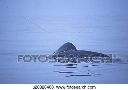 Blue whale (Balaenoptera musculus) fluking to dive, Monterey Bay, California, USA View Large Photo Image Stock Photo - Blue whale (Balaenoptera musculus) fluking to dive, Monterey Bay, California, USA. Fotosearch