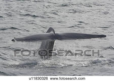 Blue Whale (Balaenoptera musculus). Tail Fluke above the surface before diving, Gulf of California, Mexico. View Large Photo Image Stock Photograph - Blue Whale (Balaenoptera musculus). Tail Fluke above the surface before diving, Gulf of California, Mexico.. Fotosearch