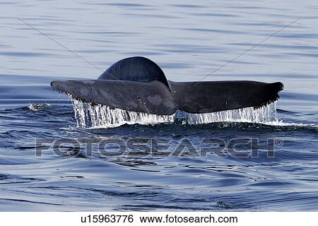 Stock Photograph - Blue Whale (Balaenoptera musculus) Adult fluke-up dive - note the damage to the right fluke. Gulf of California (Sea of Cortez), Mexico.. Fotosearch