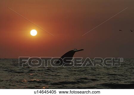 Stock Photography - Blue Whale (Balaenoptera musculus) fluke-up dive at sunset in the offshore waters of Santa Monica Bay, California, USA. The blue whale is the largest animal to ever live on planet Earth.. Fotosearch