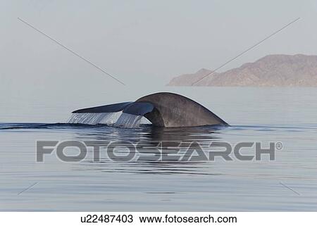 Blue whale (balaenoptera musculus). The tail of a blue whale. Gulf of California. View Large Photo Image Stock Image - Blue whale (balaenoptera musculus). The tail of a blue whale. Gulf of California.. Fotosearch
