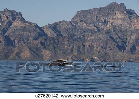 Stock Image - Blue whale (Balaenoptera musculus). The tail of a blue whale beneath rugged cliffs. Gulf of California.. Fotosearch