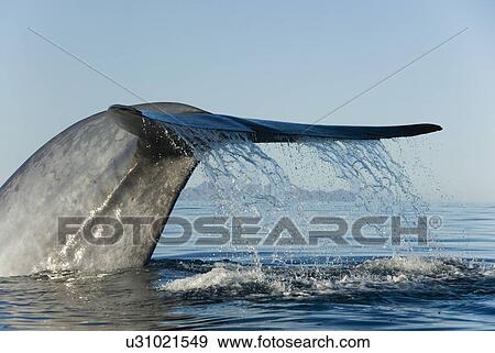 Blue whale (Balaenoptera musculus). The tail of a blue whale raised way out of the water before diving deep. The typical skin colouring is also visible. Gulf of California. View Large Photo Image Stock Photo - Blue whale (Balaenoptera musculus). The tail of a blue whale raised way out of the water before diving deep. The typical skin colouring is also visible. Gulf of California.. Fotosearch
