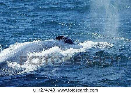 Stock Image - Blue whale (Balaenoptera musculus) with vapour from recent blow. Large splash guard visible around open blow holes Monterey, USA. Fotosearch