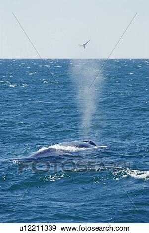 Stock Photo - Blue whale blowing at surface (Balaenoptera musculus) Fulmar caught in spray, West of Iceland. Fotosearch