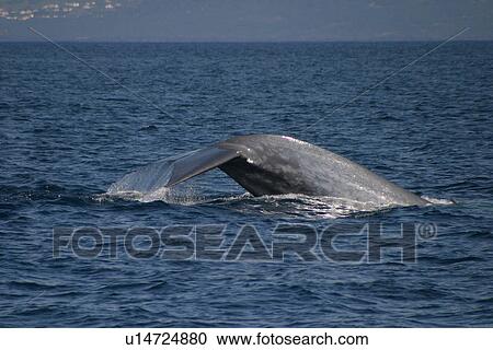 Blue whale fluking up to dive (Balaenoptera musculus) Azores, Atlantic Ocean View Large Photo Image Stock Image - Blue whale fluking up to dive (Balaenoptera musculus) Azores, Atlantic Ocean. Fotosearch