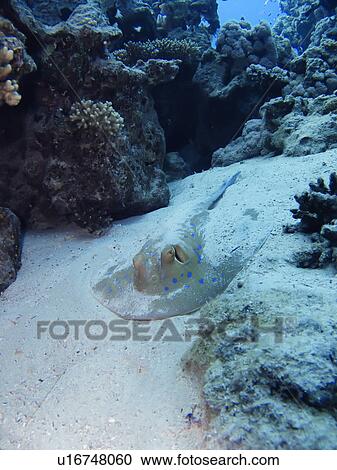 Bluespotted stingray (Taeniura lymma) resting in the sand. Jackson Reef, Sharm El Sheikh, South Sinai, Red Sea, Egypt. View Large Photo Image Stock Image - Bluespotted stingray (Taeniura lymma) resting in the sand. Jackson Reef, Sharm El Sheikh, South Sinai, Red Sea, Egypt.. Fotosearch