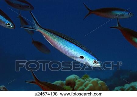Bluestreak fusiliers, Pterocaesio tile, schooling, Namu atoll, Marshall Islands (N. Pacific) View Large Photo Image Stock Photo - Bluestreak fusiliers, Pterocaesio tile, schooling, Namu atoll, Marshall Islands (N. Pacific). Fotosearch