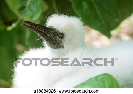 Booby, juvenile, Bird I., Mili, Marshall Islands (N. Pacific) View Large Photo Image Stock Photograph - Booby, juvenile, Bird I., Mili, Marshall Islands (N. Pacific). Fotosearch