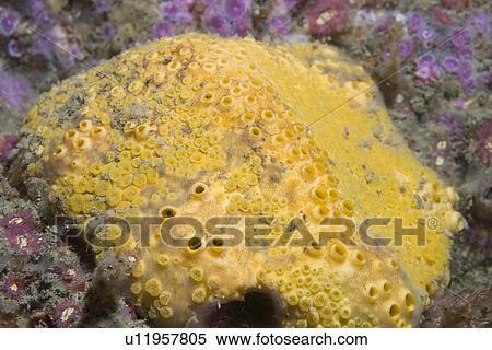 Boring Sponge (Cliona celata), Gouliot Caves, Sark, Channel Islands, UK View Large Photo Image Stock Photography - Boring Sponge (Cliona celata), Gouliot Caves, Sark, Channel Islands, UK. Fotosearch