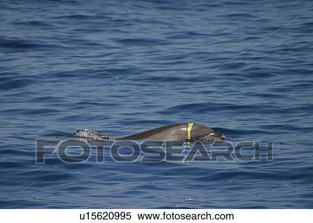 Bottlenose dolphin at surface with plastic around head (Tursiops truncatus) Azores, Atlantic Ocean View Large Photo Image Stock Photography - Bottlenose dolphin at surface with plastic around head (Tursiops truncatus) Azores, Atlantic Ocean. Fotosearch