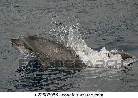Bottlenose dolphin splashing at surface (Tursiops truncatus) Azores, Atlantic Ocean View Large Photo Image Stock Photograph - Bottlenose dolphin splashing at surface (Tursiops truncatus) Azores, Atlantic Ocean. Fotosearch