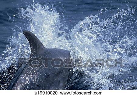 Bottlenose dolphin surfacing (Tursiops truncatus). Gibraltar. View Large Photo Image Stock Image - Bottlenose dolphin surfacing (Tursiops truncatus). Gibraltar.. Fotosearch