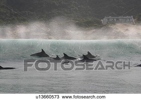 Stock Image - Bottlenose Dolphin (Tursiops truncatus). Group surfing. South Africa.. Fotosearch