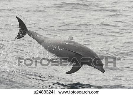 Bottlenose Dolphin (Tursiops truncatus). Jumping clear of the water in wake of boat, Gulf of California, Mexico. View Large Photo Image Stock Image - Bottlenose Dolphin (Tursiops truncatus). Jumping clear of the water in wake of boat, Gulf of California, Mexico.. Fotosearch