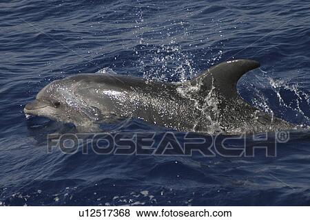Stock Photo - Bottlenose Dolphin (Tursiops truncatus). Azores. Fotosearch