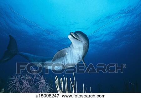 Bottlenose Dolphin (Tursiops truncatus), Bahamas. View Large Photo Image Stock Photo - Bottlenose Dolphin (Tursiops truncatus), Bahamas.. Fotosearch