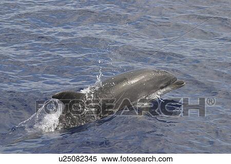 Stock Photography - Bottlenose Dolphin (Tursiops truncatus). Azores. Fotosearch