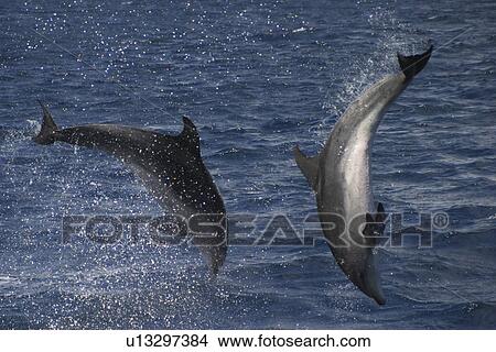 Picture - Bottlenose Dolphin, Tursiops truncatus, pair performing acrobatics together in the Azores. Fotosearch