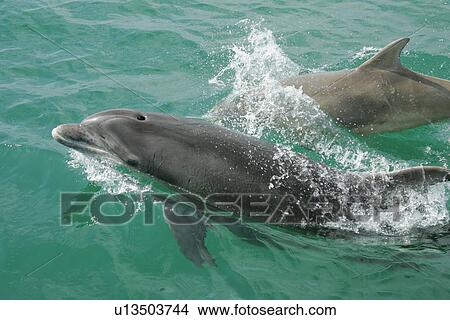 Bottlenose Dolphin (Tursiops truncatus) dolphin and calf. Cardigan Bay, Wales, UK View Large Photo Image Picture - Bottlenose Dolphin (Tursiops truncatus) dolphin and calf. Cardigan Bay, Wales, UK. Fotosearch
