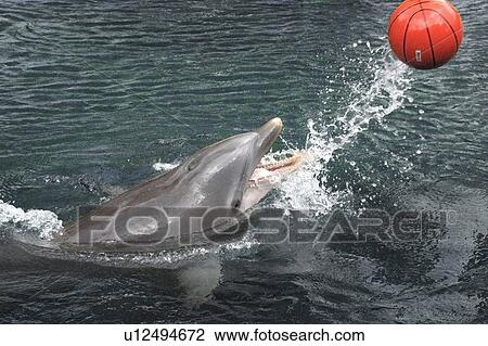 Bottlenose dolphin (Tursiops truncatus) playing with ball, Hawaii, USA (North Pacific) View Large Photo Image Stock Image - Bottlenose dolphin (Tursiops truncatus) playing with ball, Hawaii, USA (North Pacific). Fotosearch