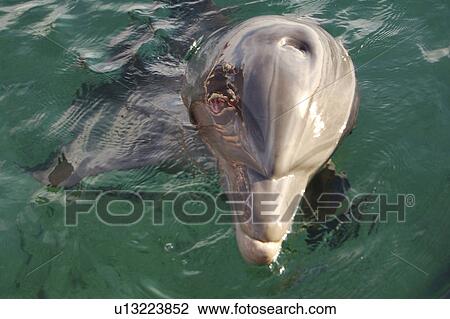Stock Image - Bottlenose dolphin (Tursiops truncatus) in a sea pen. Red Sea. Captive. Fotosearch