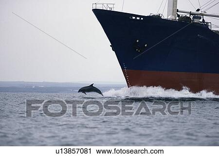 Bottlenose dolphin (Tursiops truncatus) bow riding cargo ship, Shannon, Ireland View Large Photo Image Stock Image - Bottlenose dolphin (Tursiops truncatus) bow riding cargo ship, Shannon, Ireland. Fotosearch