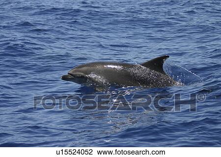 Stock Image - Bottlenose dolphin (Tursiops truncatus) surfacing, Gran Canaria, Canary Islands, Atlantic Ocean. Fotosearch
