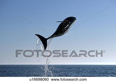 Bottlenose Dolphin (Tursiops truncatus) leaping. Gulf of California, Mexico (rr) View Large Photo Image Stock Image - Bottlenose Dolphin (Tursiops truncatus) leaping. Gulf of California, Mexico (rr). Fotosearch