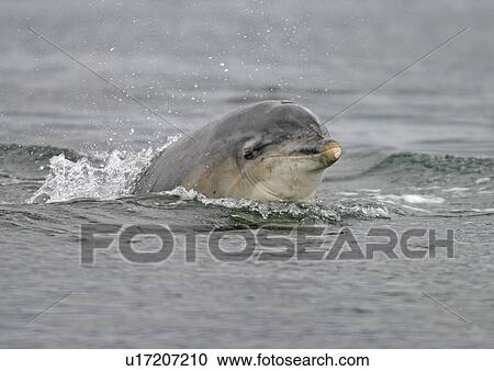 Stock Image - Bottlenose dolphin (Tursiops truncatus truncatus) surfacing towards the camera with its eye visible. Moray Firth, Scotland. Fotosearch