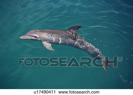 Bottlenose dolphin (Tursiops truncatus) on surface. Showing fins and blowhole. USA View Large Photo Image Stock Image - Bottlenose dolphin (Tursiops truncatus) on surface. Showing fins and blowhole. USA. Fotosearch