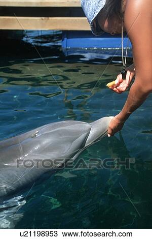 Stock Image - Bottlenose dolphin, Tursiops truncatus, receives medical care from trainer, Marine mammal research centre, Hawaii Institute of Marine Biology, Oahu, Hawaii. Fotosearch