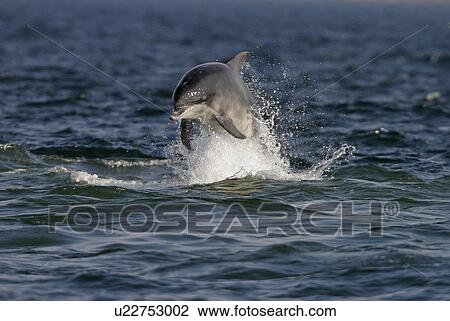Bottlenose dolphin (Tursiops truncatus truncatus) leaping towards the camera. Moray Firth, Scotland View Large Photo Image Stock Image - Bottlenose dolphin (Tursiops truncatus truncatus) leaping towards the camera. Moray Firth, Scotland. Fotosearch