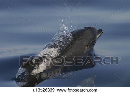 Bottlenose Dolphin (Tursiops truncatus) surfacing. Azores View Large Photo Image Stock Photo - Bottlenose Dolphin (Tursiops truncatus) surfacing. Azores. Fotosearch